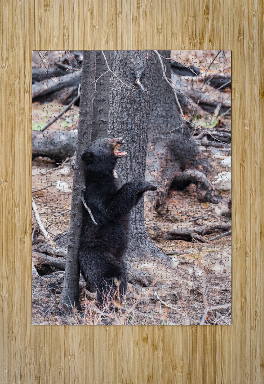 Black Bear Randy Tremblay Photography Puzzle printing