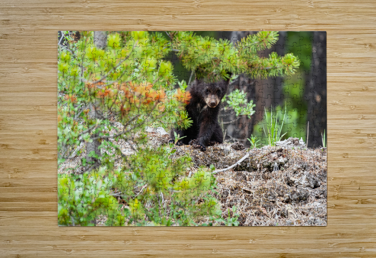 Black Bear Cub Randy Tremblay Photography Puzzle printing