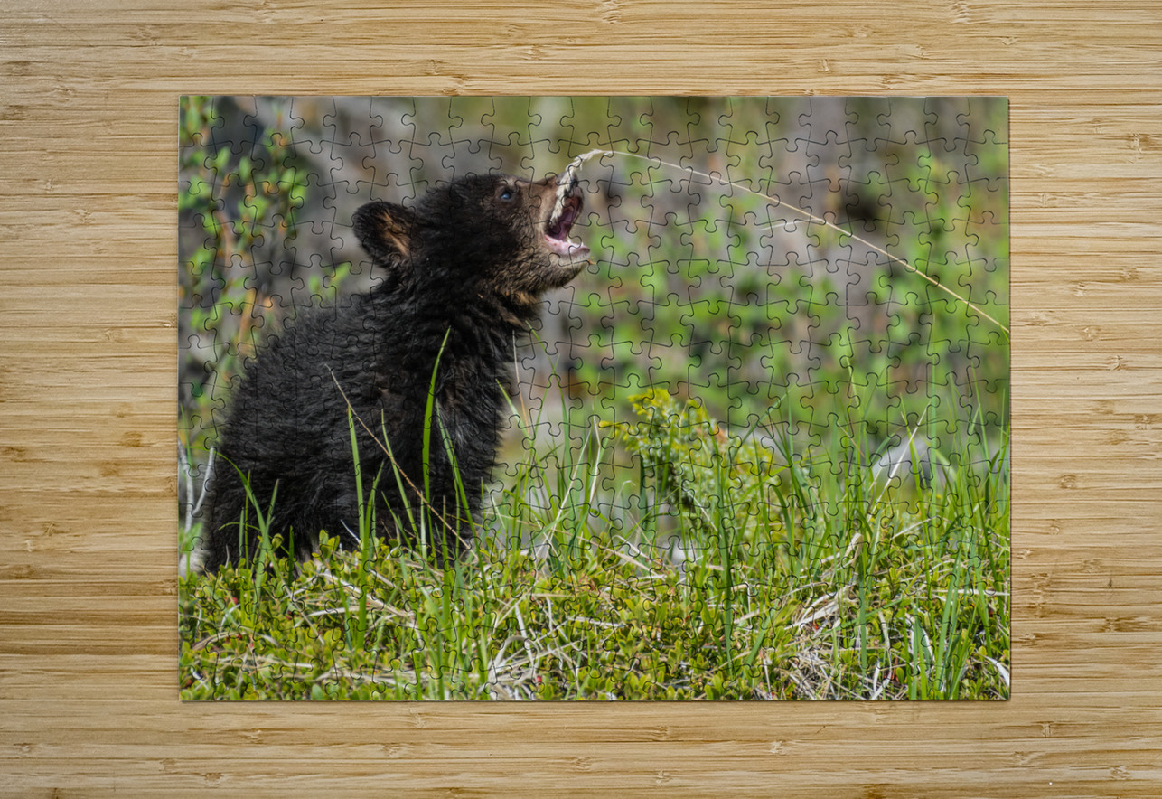 Black Bear Cub Randy Tremblay Photography Puzzle printing
