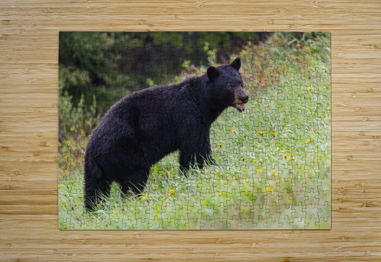 Black Bear Randy Tremblay Photography Puzzle printing