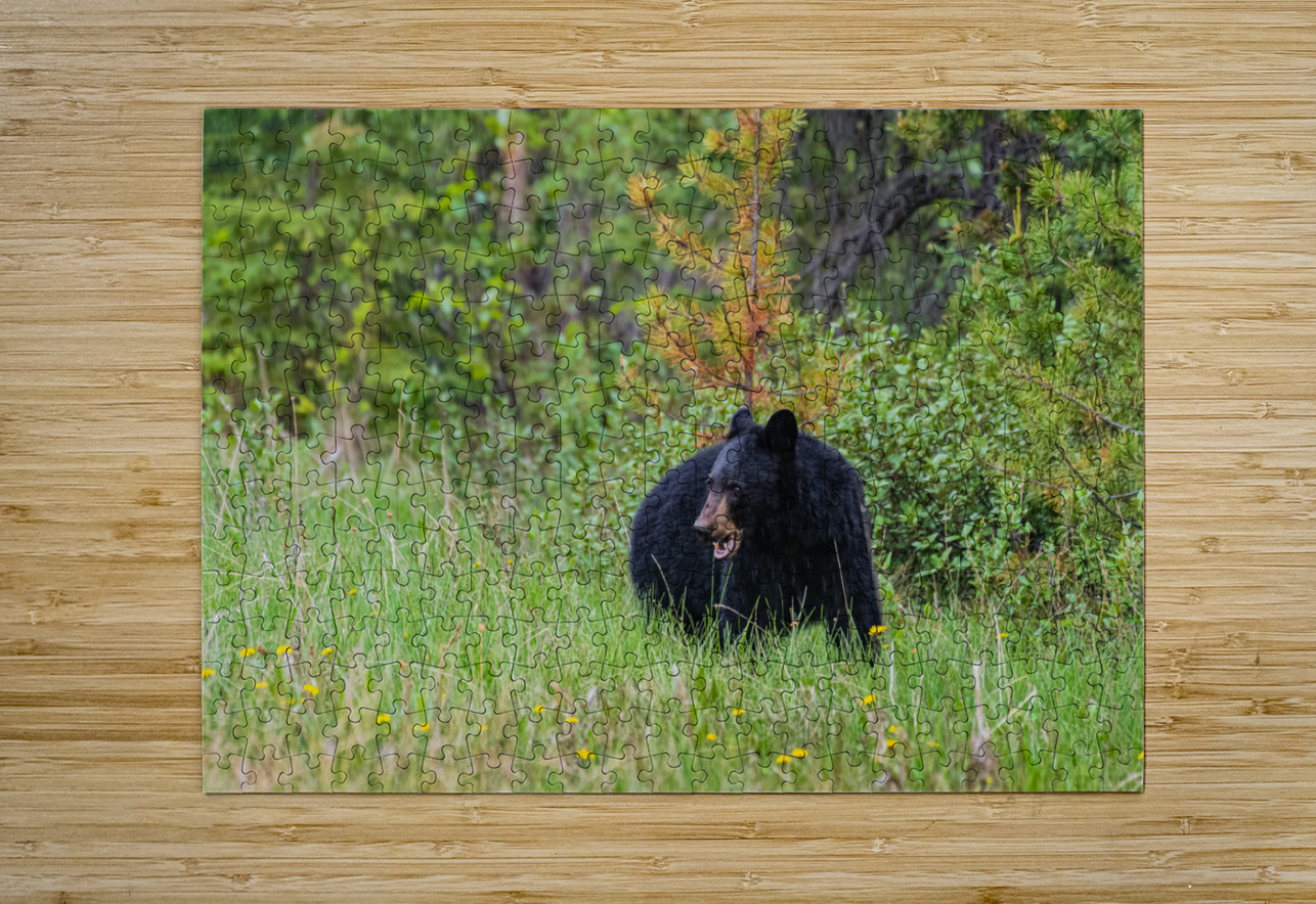 Black Bear Randy Tremblay Photography Puzzle printing