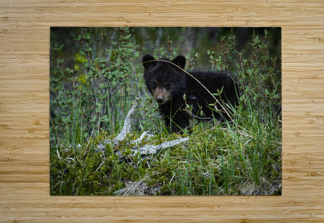 Black Bear Cub Randy Tremblay Photography Puzzle printing