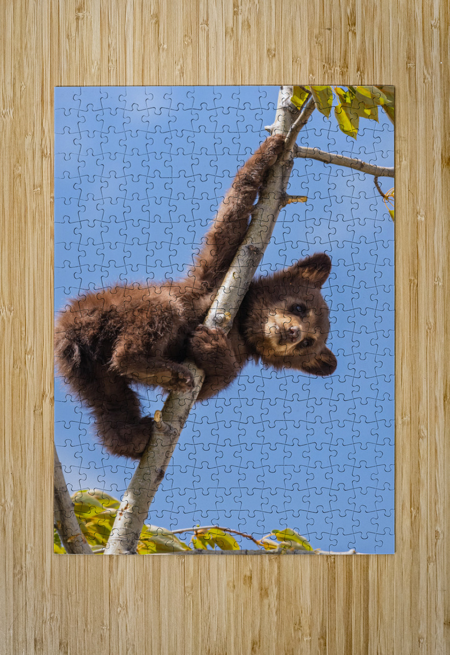 Black Bear Cub Randy Tremblay Photography Puzzle printing