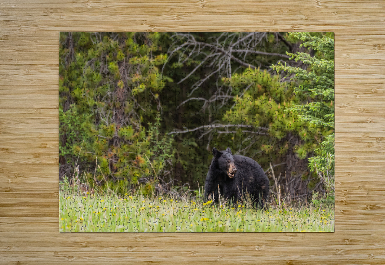Black Bear Randy Tremblay Photography Puzzle printing