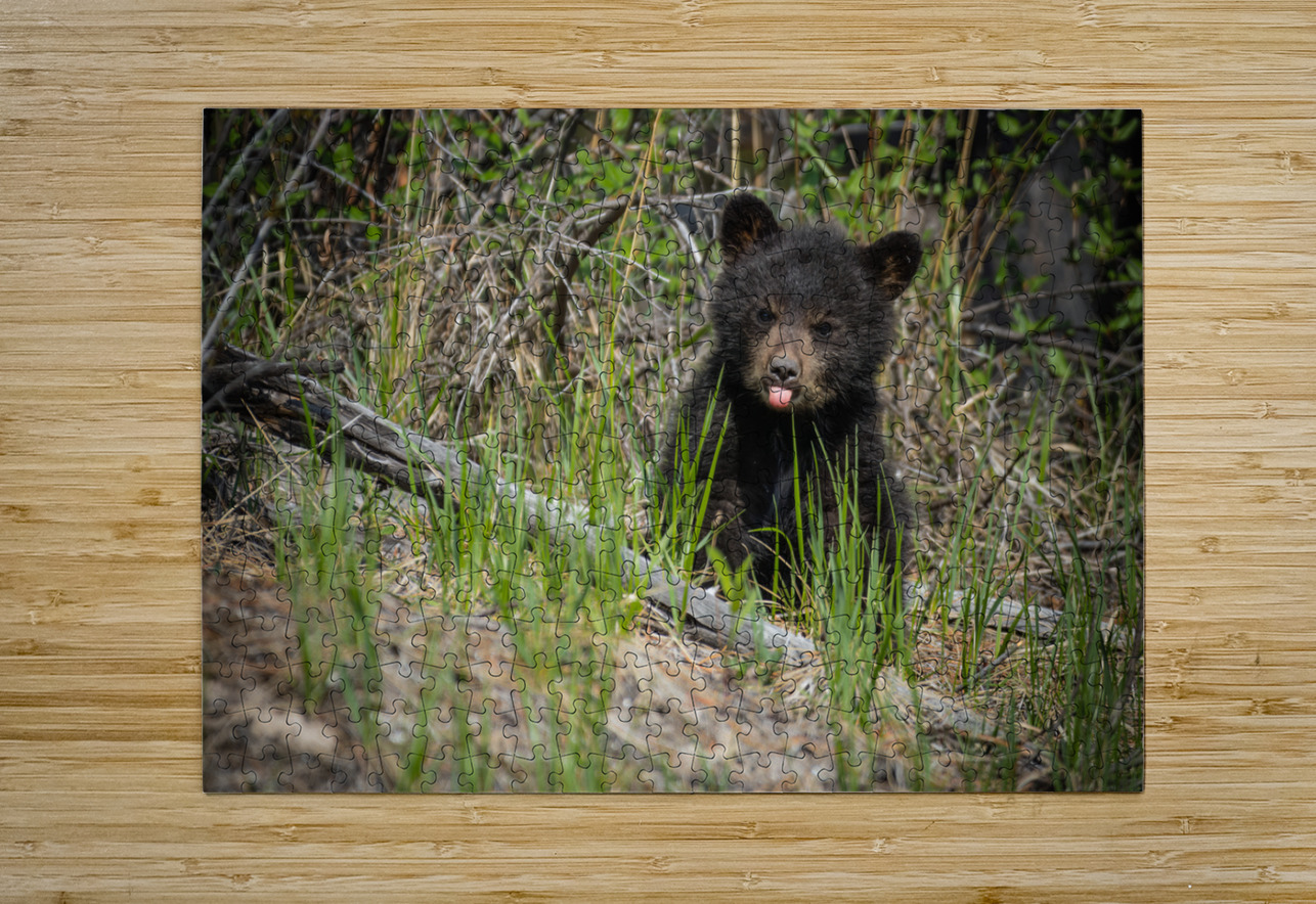 Black Bear Cub Randy Tremblay Photography Puzzle printing