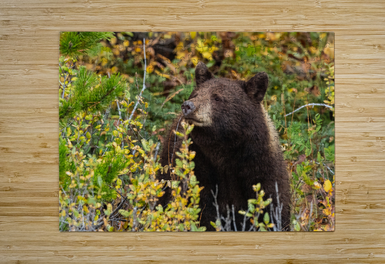 Black Bear Randy Tremblay Photography Puzzle printing