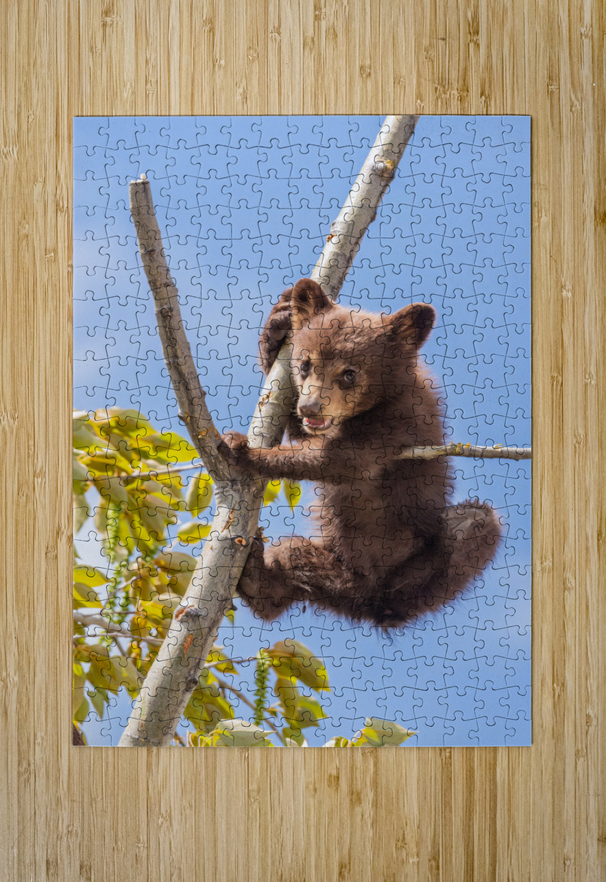 Black Bear Cub Randy Tremblay Photography Puzzle printing