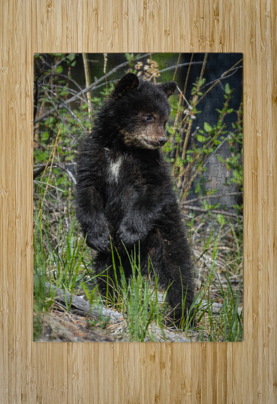Black Bear Cub Randy Tremblay Photography Puzzle printing