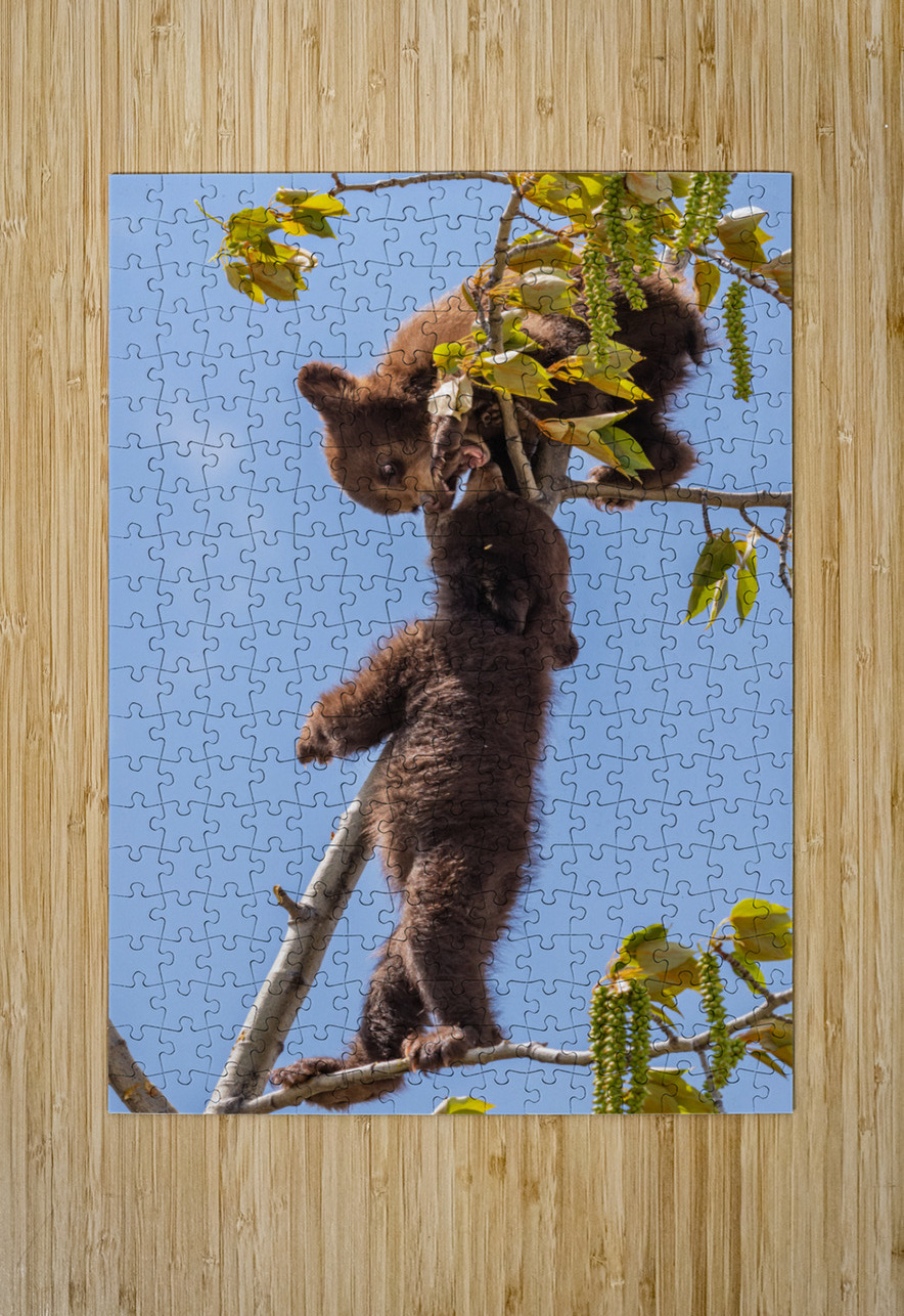 Black Bear Cubs Randy Tremblay Photography Puzzle printing