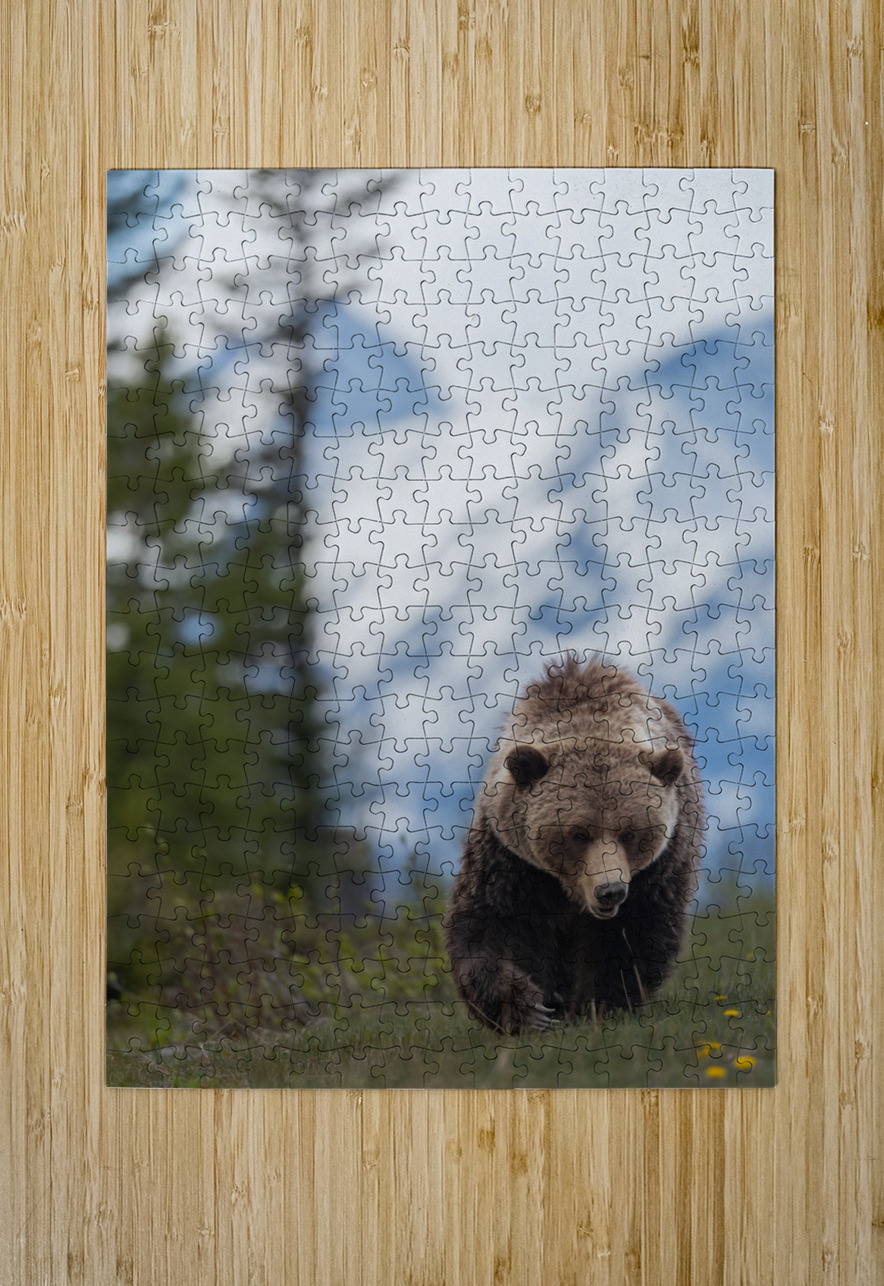 Grizzly Boar Randy Tremblay Photography Puzzle printing
