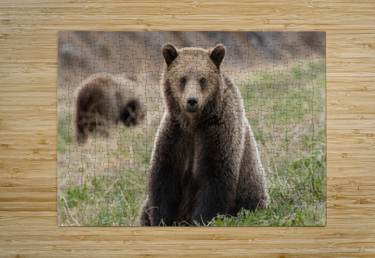 Grizzly Siblings Randy Tremblay Photography Puzzle printing