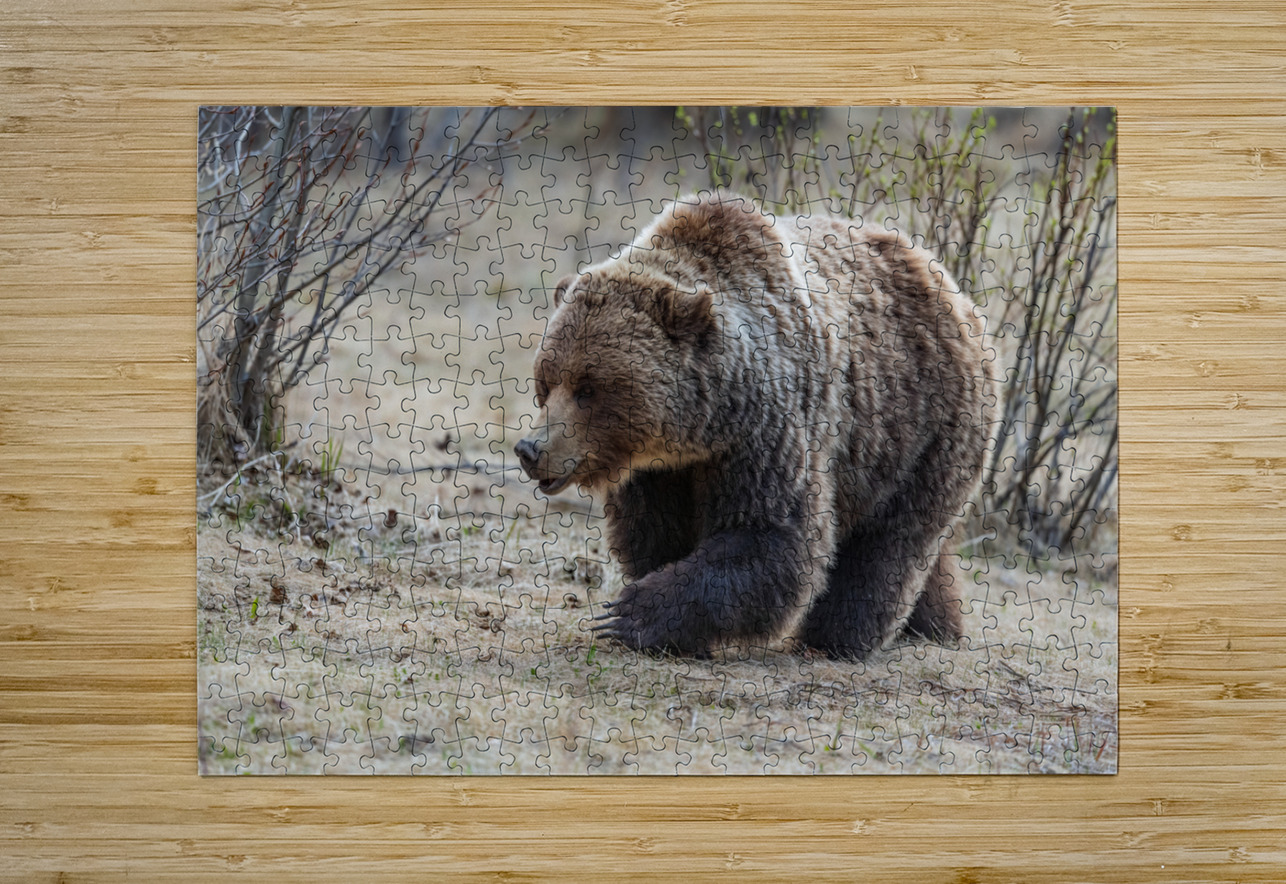 Grizzly Boar Randy Tremblay Photography Puzzle printing