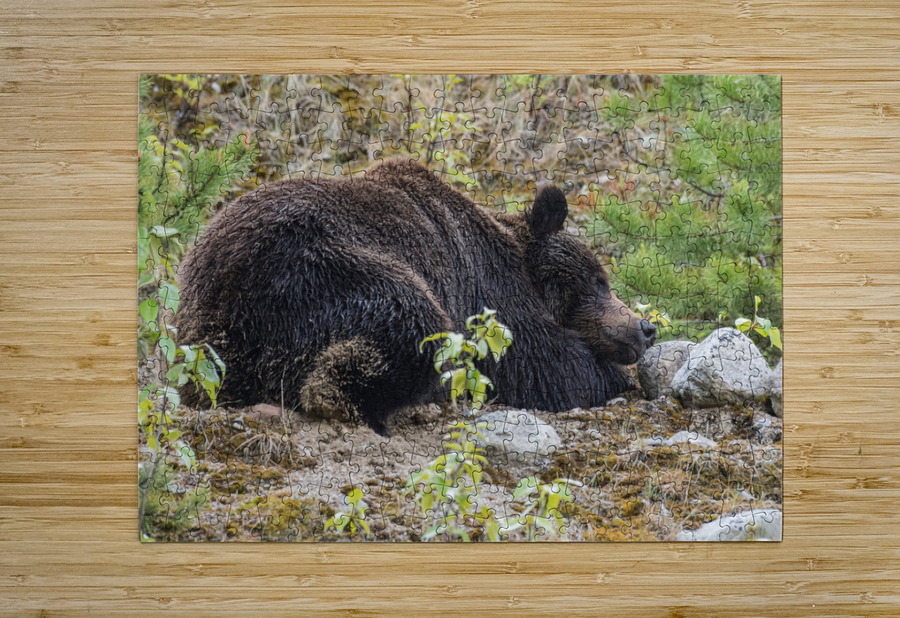 Grizzly Boar Randy Tremblay Photography Puzzle printing