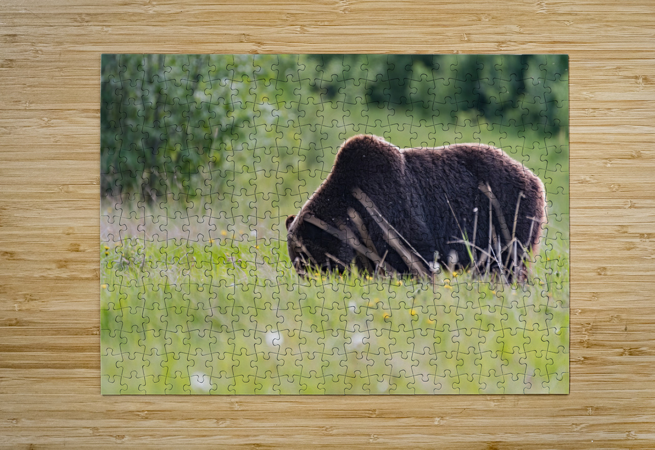 Grizzly Boar Randy Tremblay Photography Puzzle printing