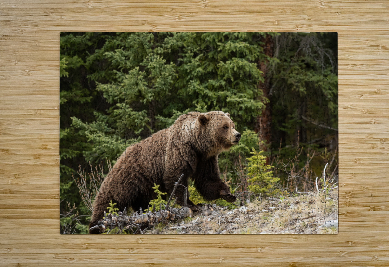 Grizzly Boar Randy Tremblay Photography Puzzle printing