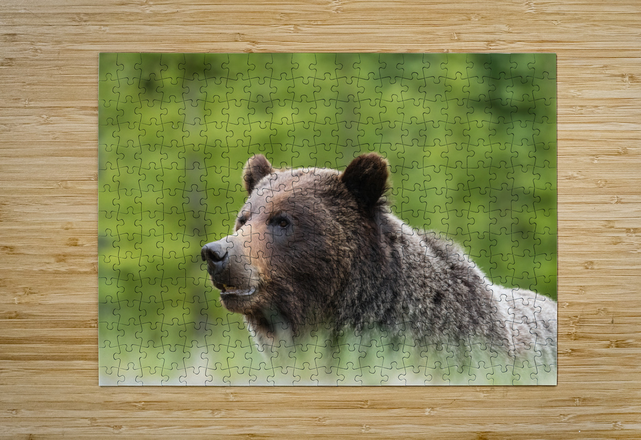 Grizzly Boar Randy Tremblay Photography Puzzle printing