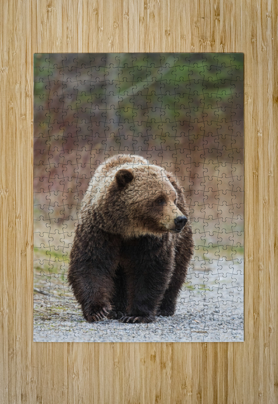 Grizzly Boar Randy Tremblay Photography Puzzle printing