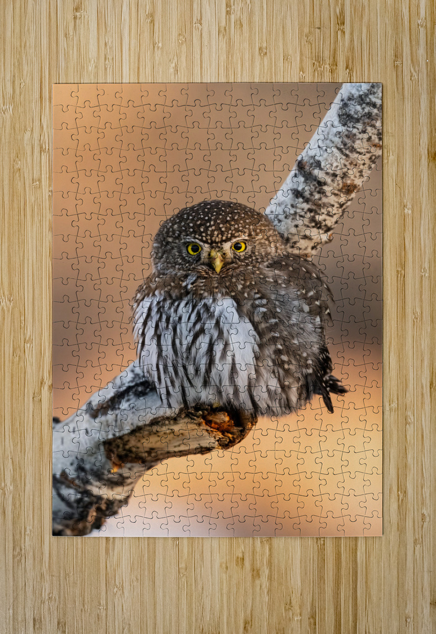 Northern Pygmy Owl Randy Tremblay Photography Puzzle printing