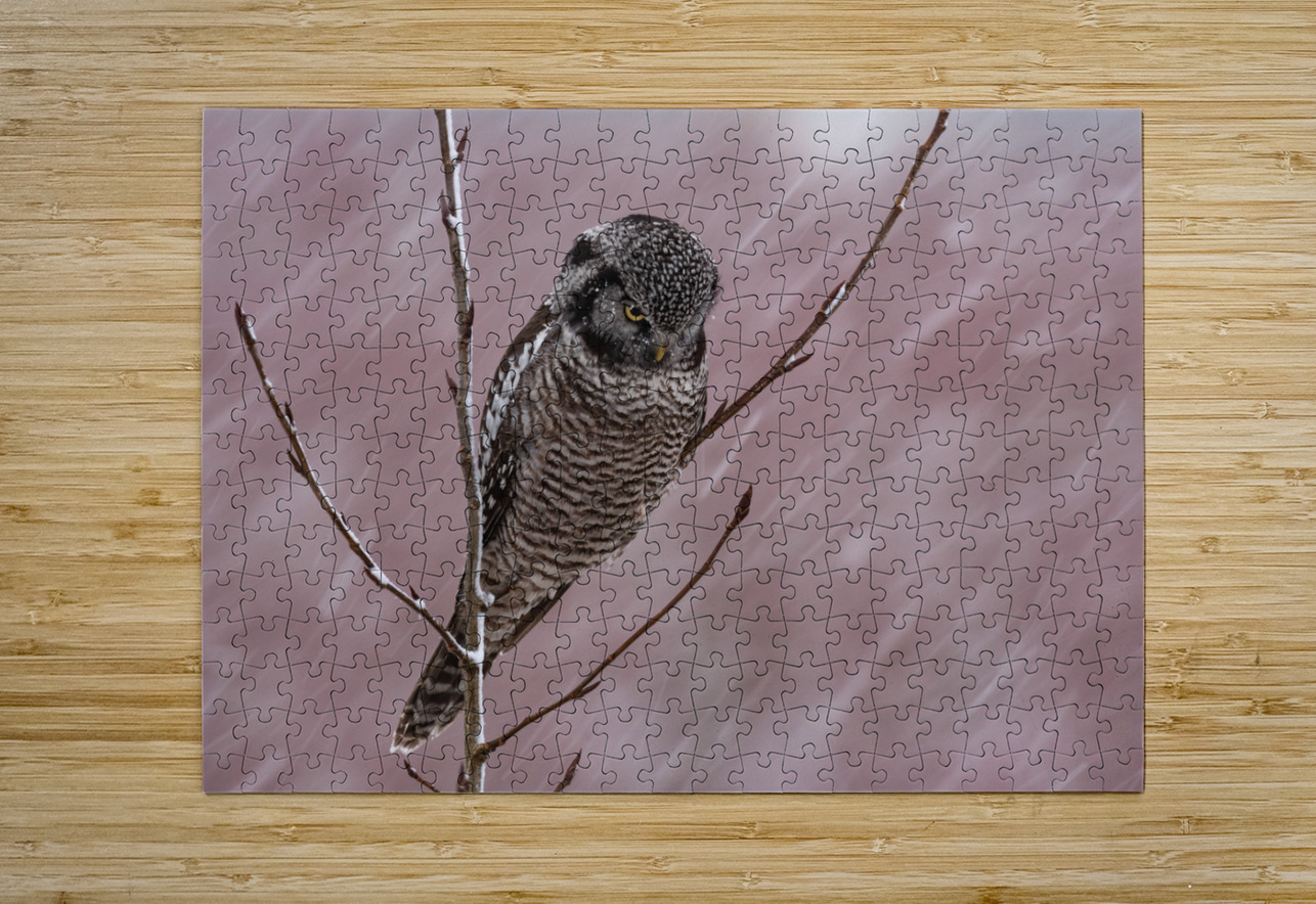 Northern Hawk Owl Randy Tremblay Photography Puzzle printing
