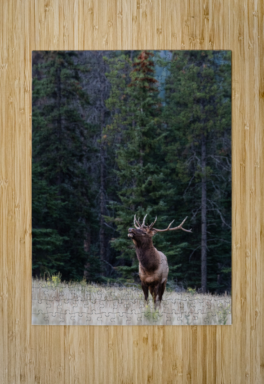 Bull Elk Randy Tremblay Photography Puzzle printing