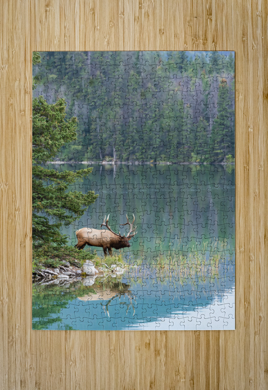 Bull Elk Randy Tremblay Photography Puzzle printing