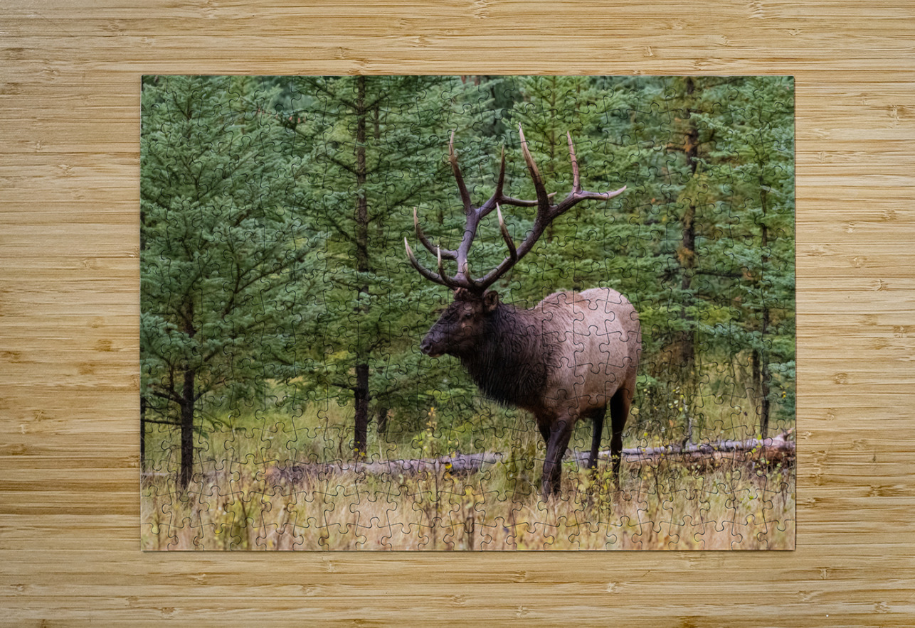 Bull Elk Randy Tremblay Photography Puzzle printing