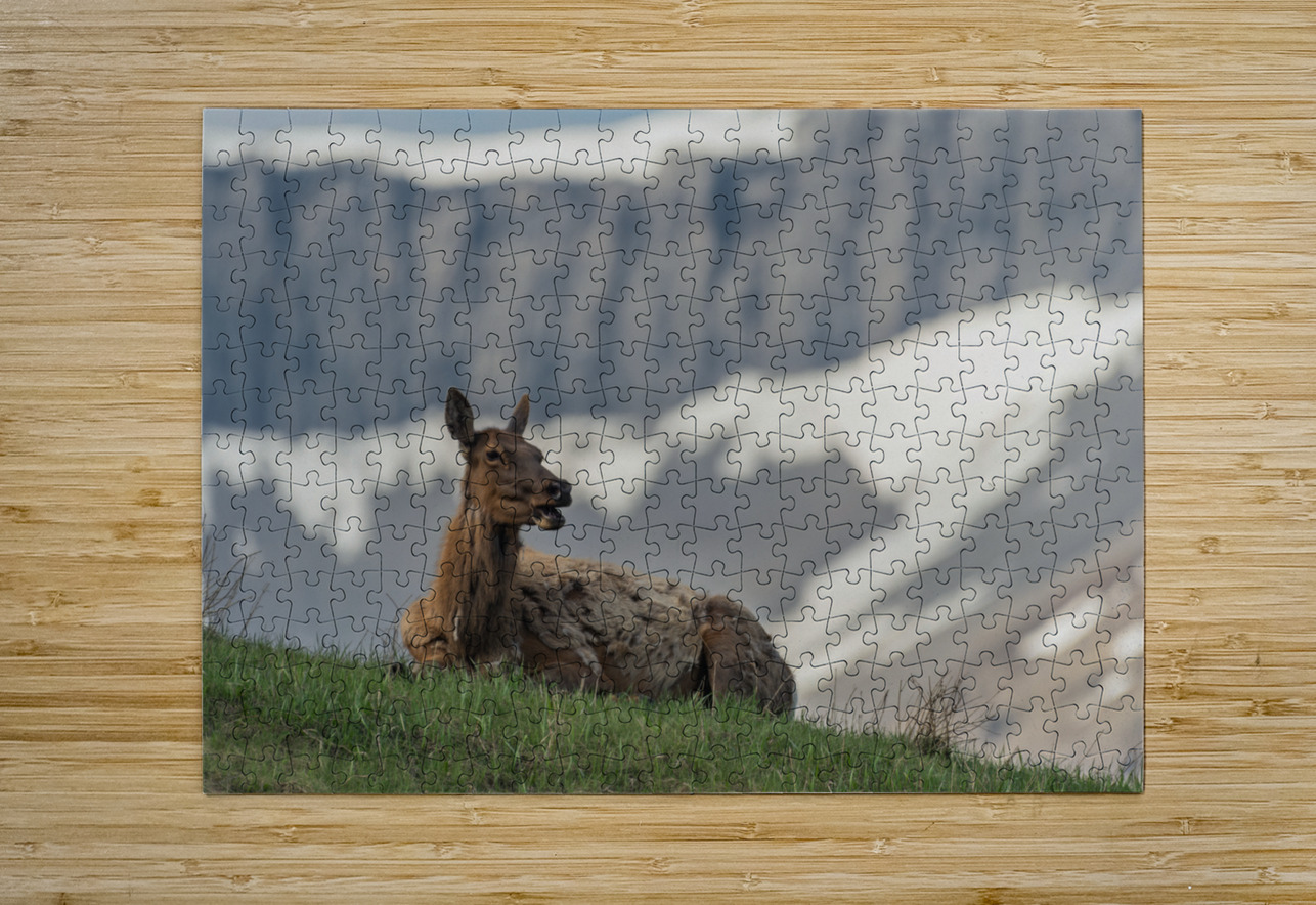 Cow Elk Randy Tremblay Photography Puzzle printing