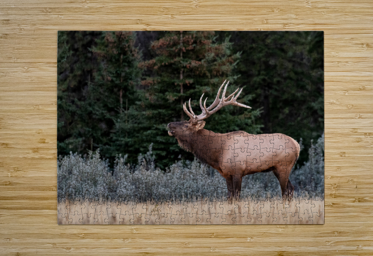 Bull Elk Randy Tremblay Photography Puzzle printing