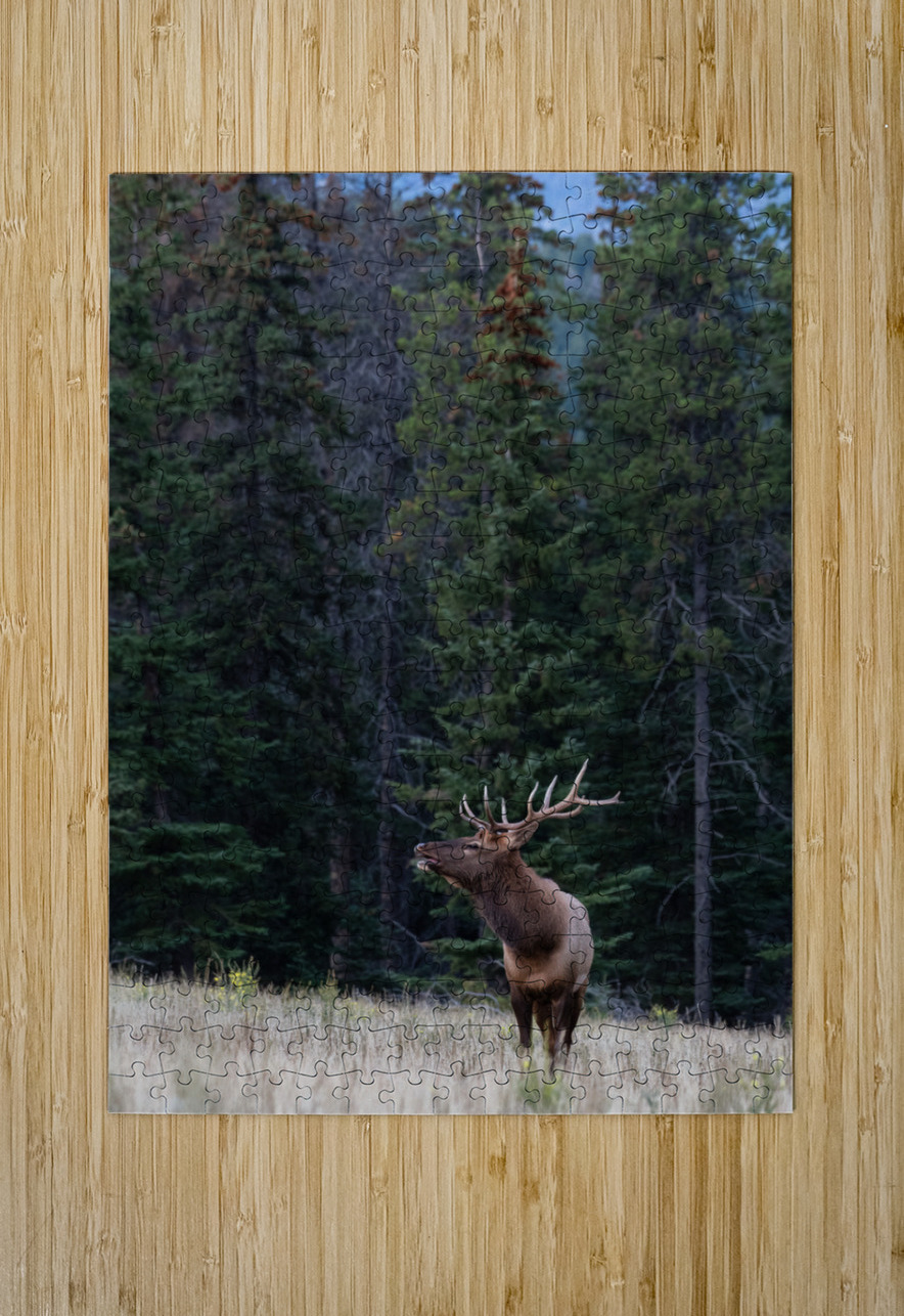 Bull Elk Randy Tremblay Photography Puzzle printing