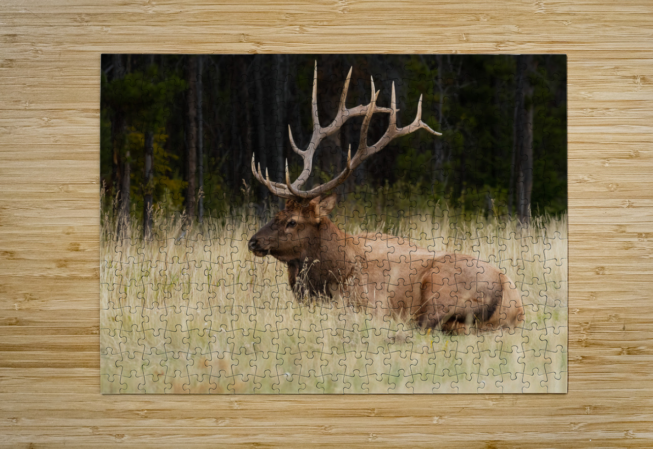 Bull Elk Randy Tremblay Photography Puzzle printing