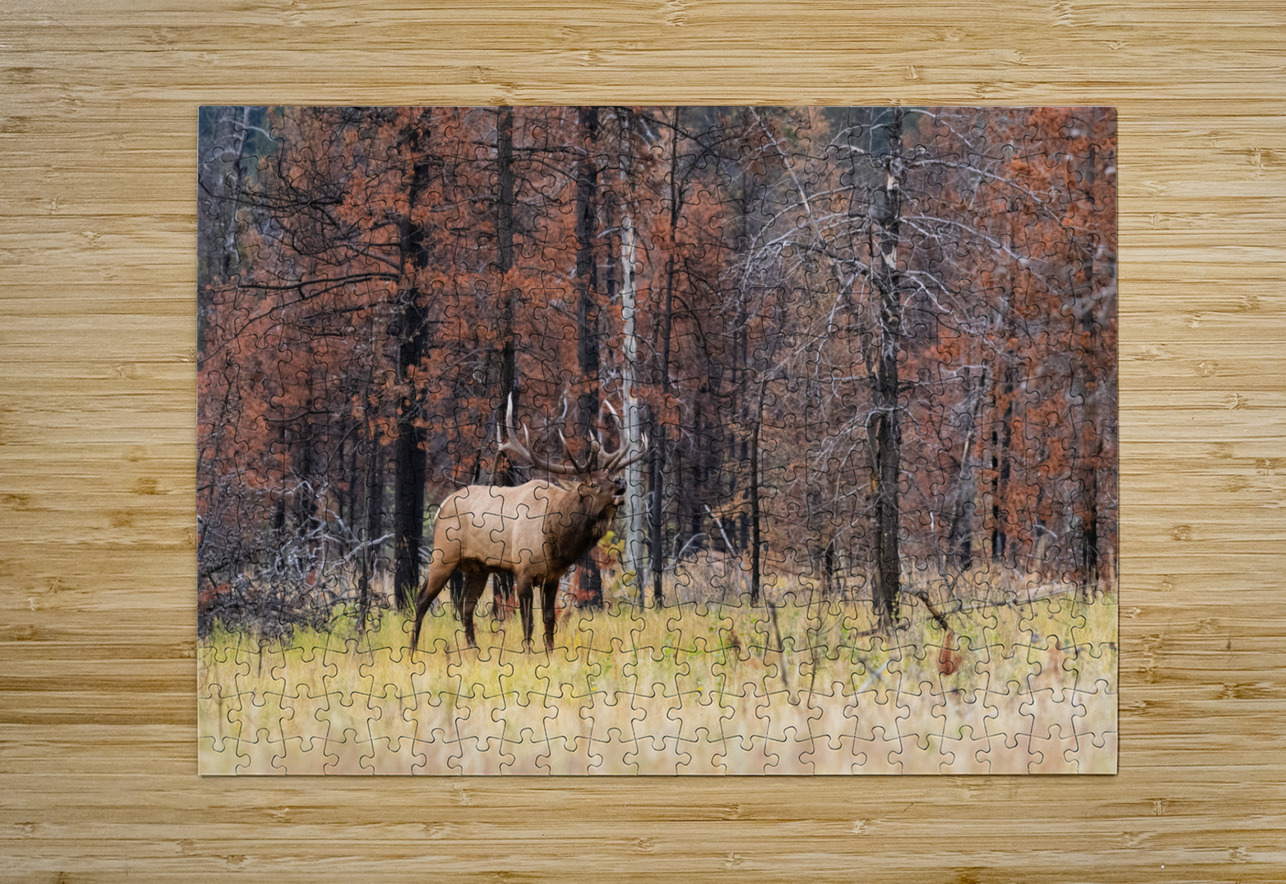 Bull Elk Randy Tremblay Photography Puzzle printing