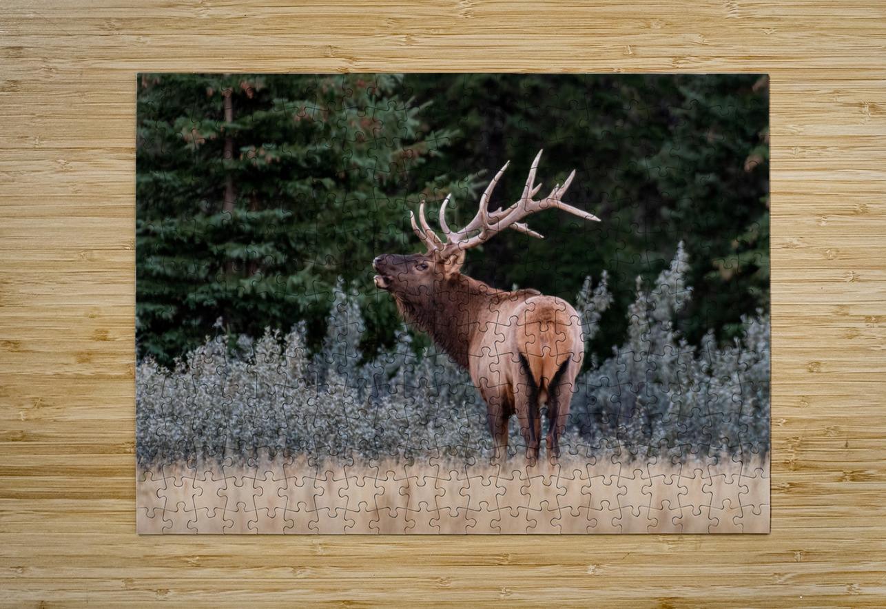 Bull Elk Randy Tremblay Photography Puzzle printing