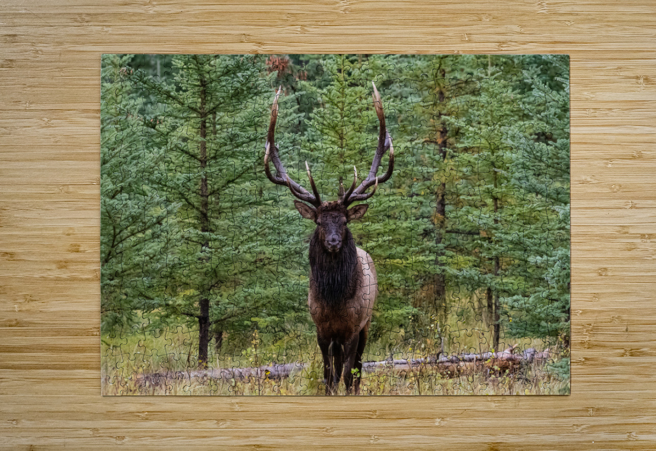 Bull Elk Randy Tremblay Photography Puzzle printing