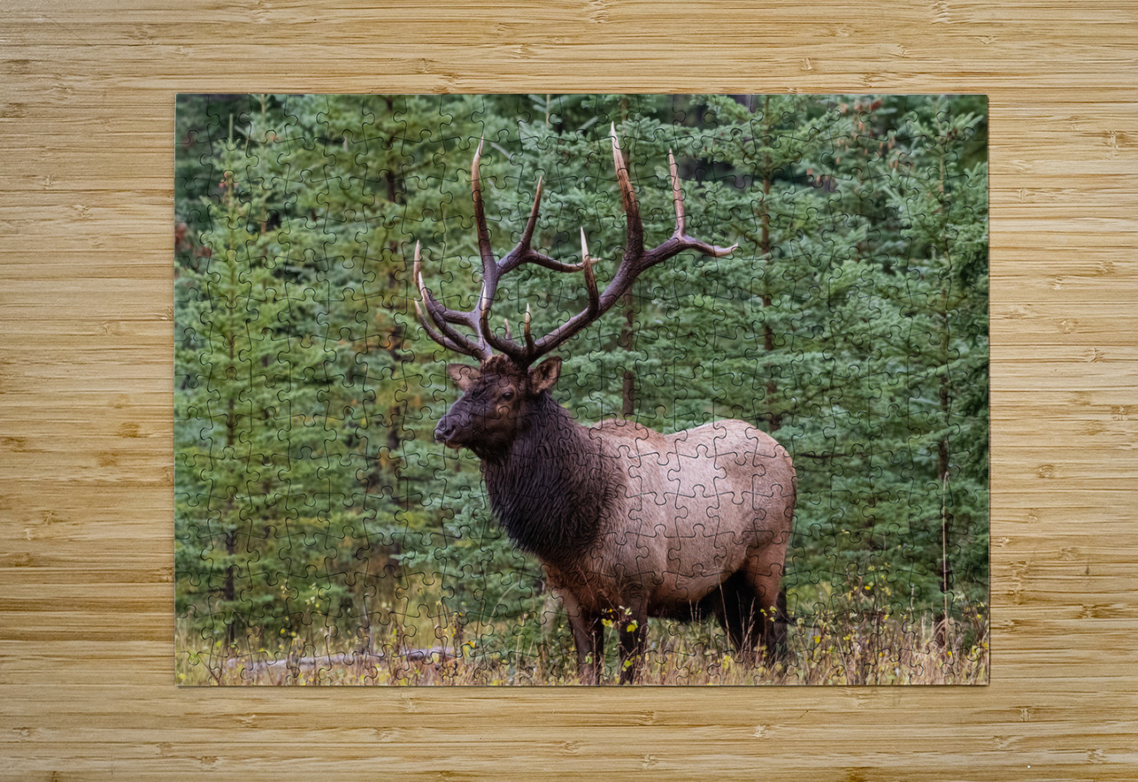 Bull Elk Randy Tremblay Photography Puzzle printing