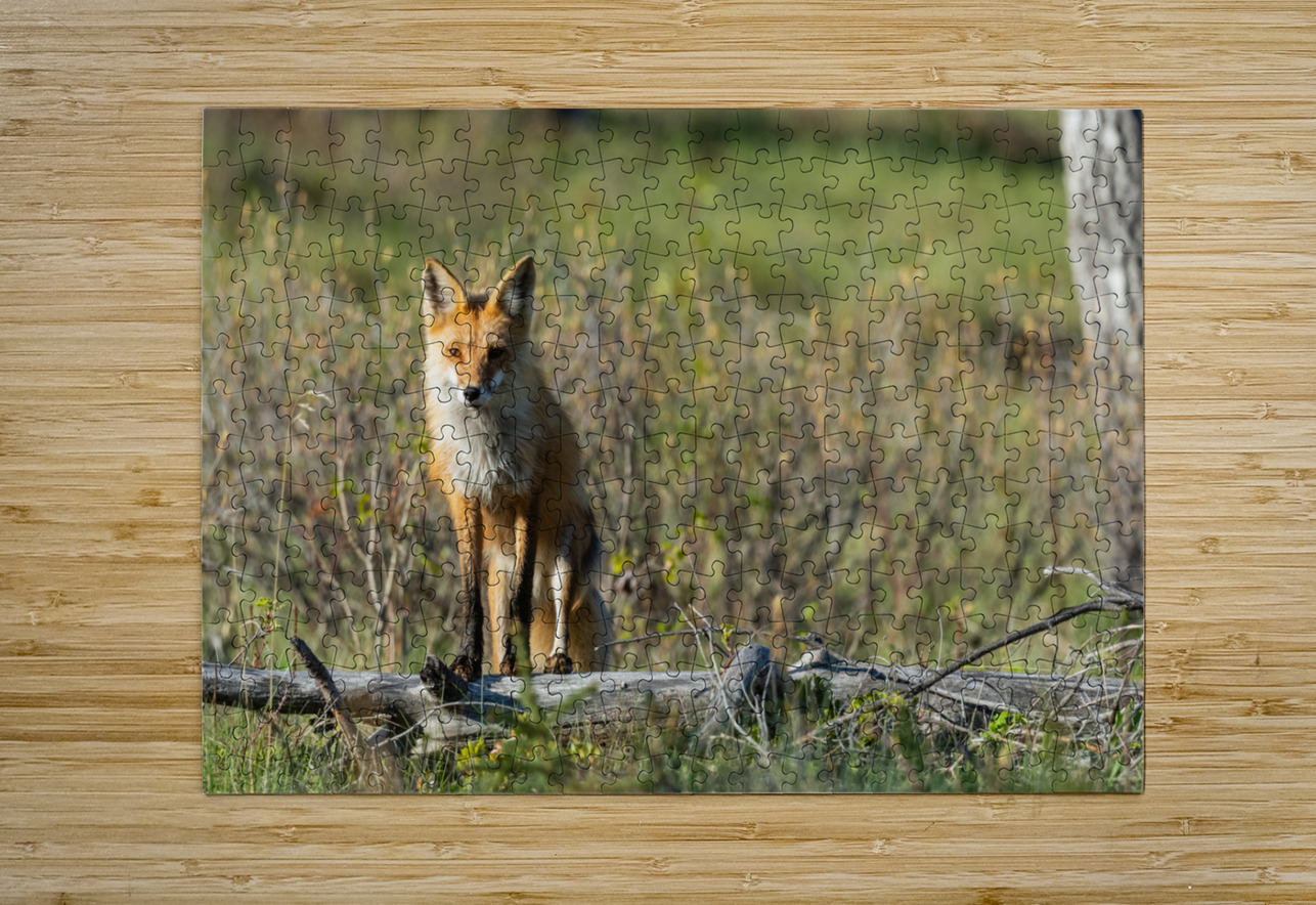 Red Fox Randy Tremblay Photography Puzzle printing