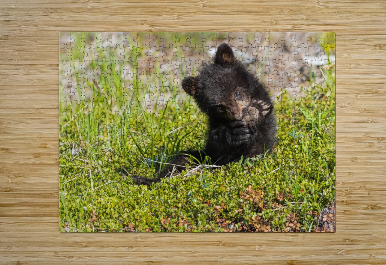 Black Bear Cub Randy Tremblay Photography Puzzle printing