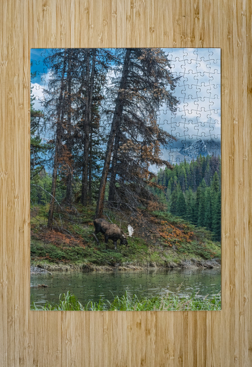 Bull Moose Randy Tremblay Photography Puzzle printing