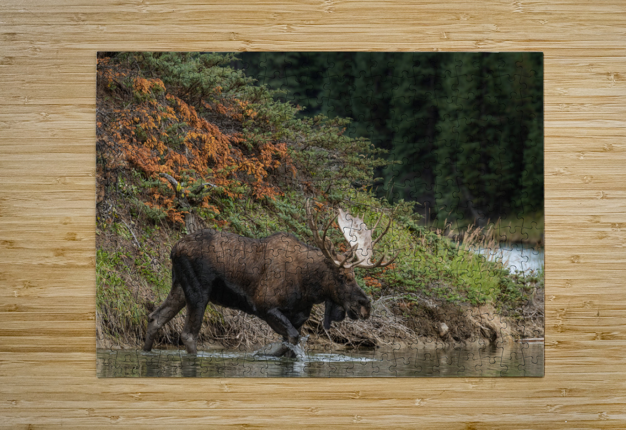 Bull Moose Randy Tremblay Photography Puzzle printing