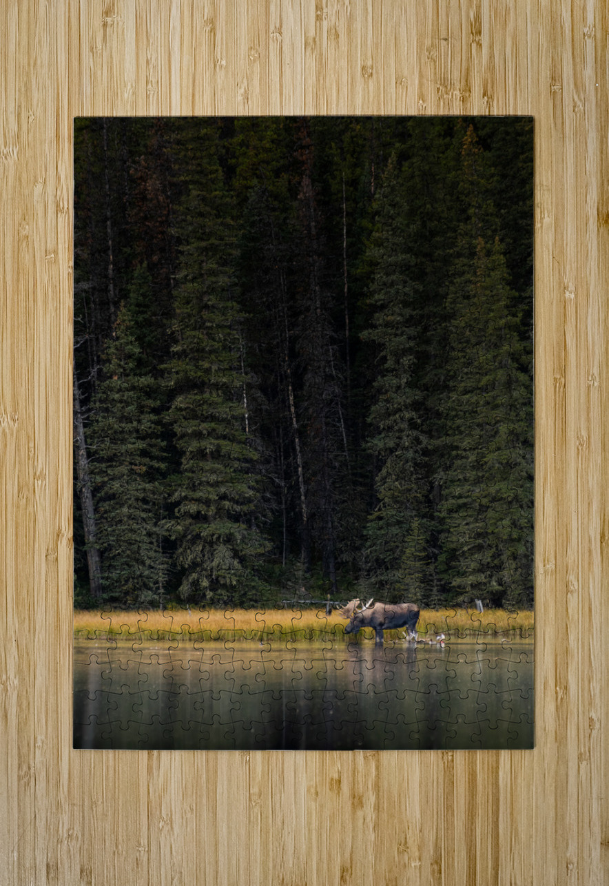 Bull Moose Randy Tremblay Photography Puzzle printing