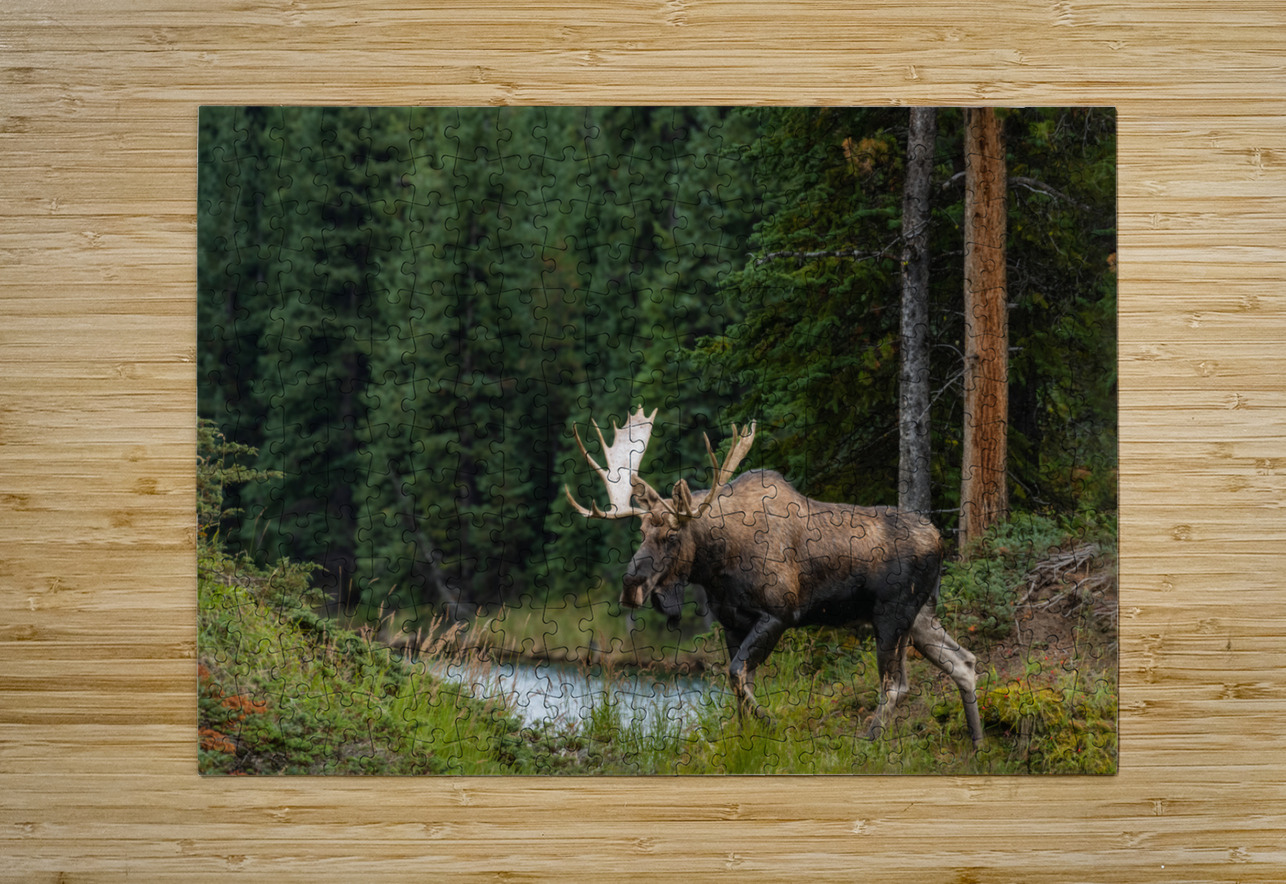 Bull Moose Randy Tremblay Photography Puzzle printing