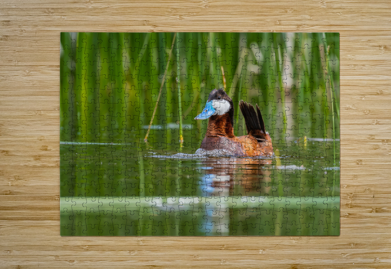 Male Ruddy Duck Randy Tremblay Photography Puzzle printing
