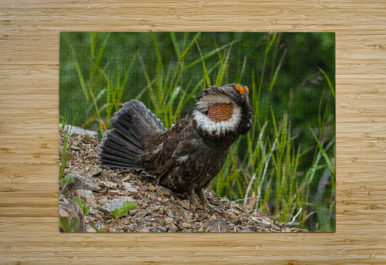 Male Sooty Grouse Randy Tremblay Photography Puzzle printing
