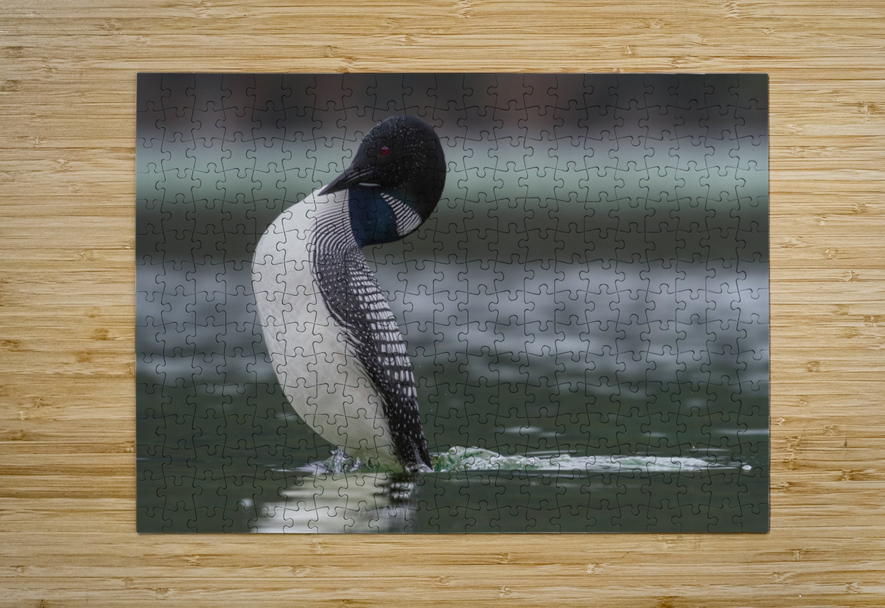 Common Loon Randy Tremblay Photography Puzzle printing