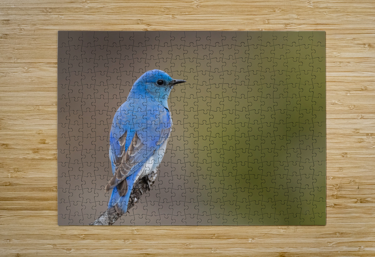 Male Mountain Bluebird Randy Tremblay Photography Puzzle printing