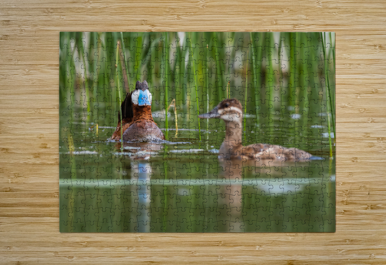 Ruddy Ducks Randy Tremblay Photography Puzzle printing