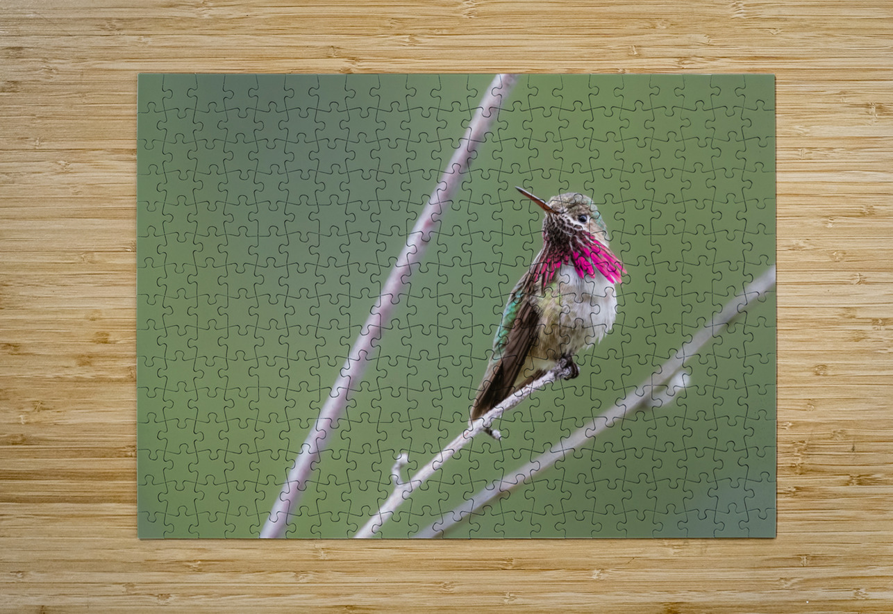 Male Calliope Hummingbird Randy Tremblay Photography Puzzle printing