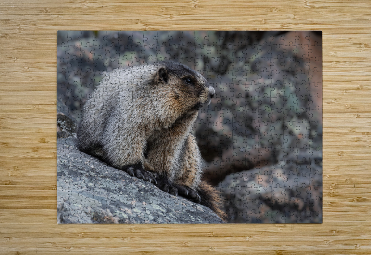 Hoary Marmot Randy Tremblay Photography Puzzle printing