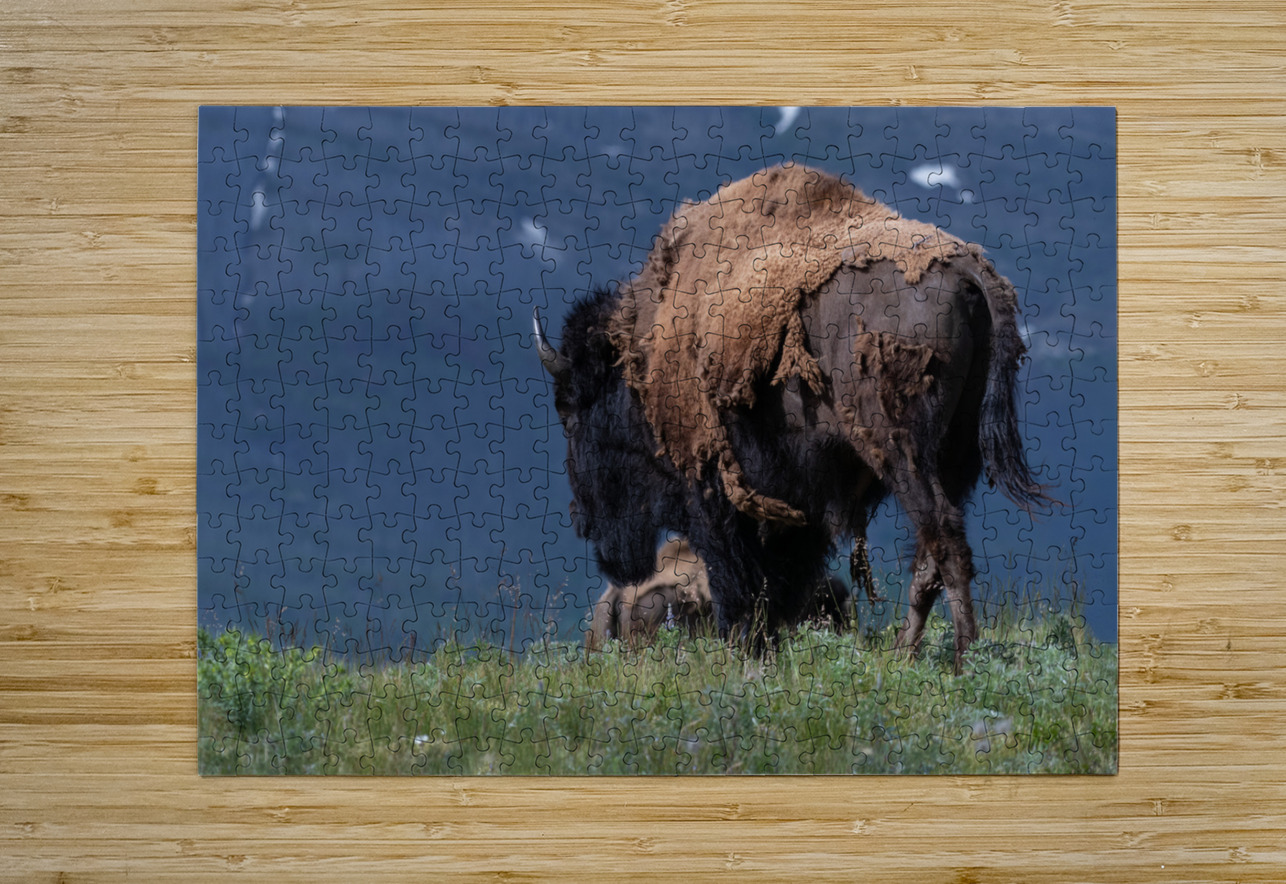 Male Bison Randy Tremblay Photography Puzzle printing