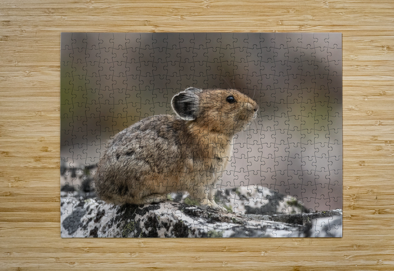 American Pika Randy Tremblay Photography Puzzle printing