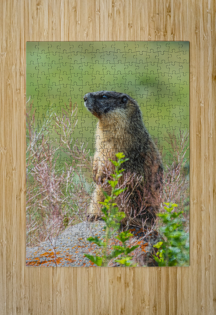 Yellow-bellied Marmot Randy Tremblay Photography Puzzle printing